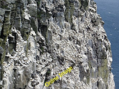 Photo 6x4 gannets - 6x4, head
