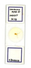 Vintage glass Microscope slide Compound Eyes of Insect 1978 by H Barker #84