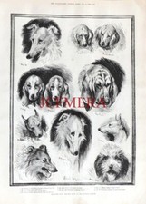 Sketches of the Dog Show at Crystal Palace Antique 1890 LOUIS WAIN Print E10/AA