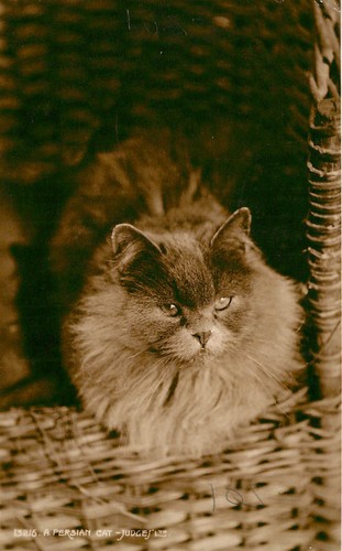 Persian cat kittens - -,