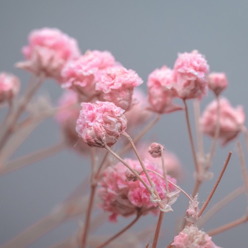 Gypsophila flamingo - 2x, 'flamingo'
