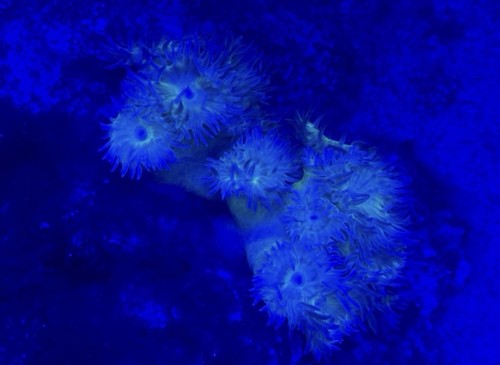 90l marine fish tank setup - tank,