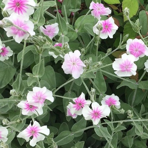 Lychnis coronaria 50 - 🌸,