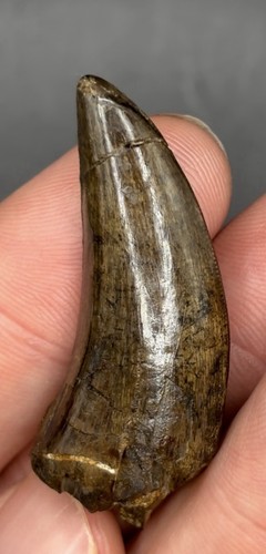 Nanotyrannus tooth tyrannosaur - tooth,