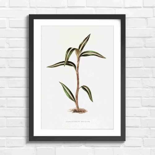 Vintage botanical plant - vintage,