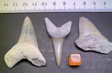 Collection of 3 Huge Miocene