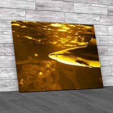 Tropical Sea Fish Lone Shark