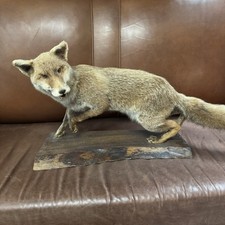 Taxidermy Full Mount Fox