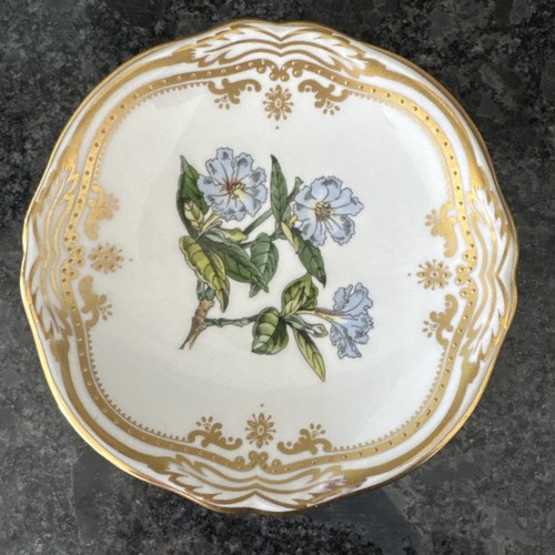 Spode stafford flowers - spode,