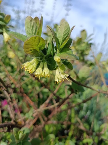 Hardy organic honeyberry - 1,