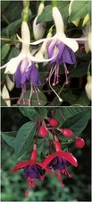 Fuchsia Collection Hardy Deciduous Bush x 2 Varieties 9 cm pots SALE