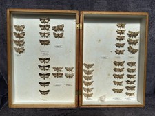 Store Box of British Moths