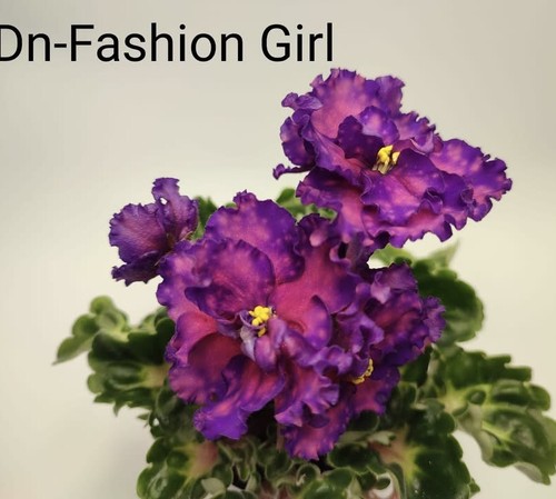 Violet fashion girl - violet.,