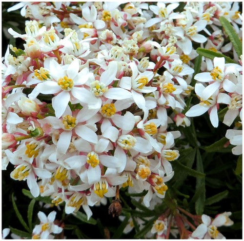 Choisya mexican orange white - mexican, 'white