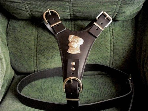 Black padedd leather dog - ,