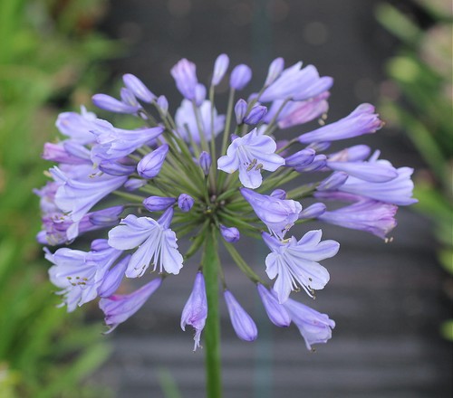New agapanthus roxanne - agapanthus, blue