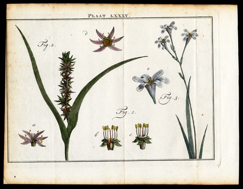 Antique botany - antique,