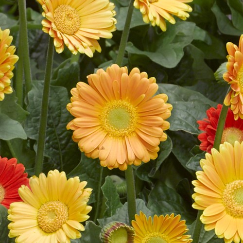 Gerbera garvinea sweet - gerbera,