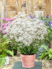 8 x Gypsophila Baby's Breath
