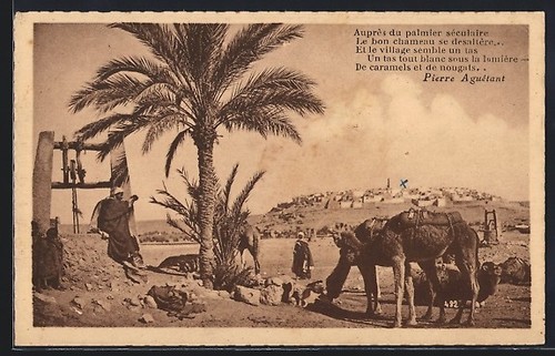 Camels resting oasis - camels, at