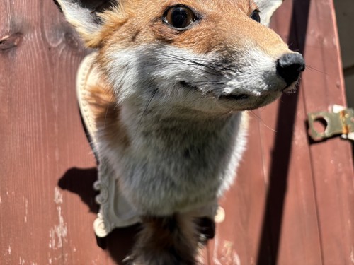 Taxidedermy red fox mask