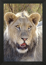 Young Lion 84 Framed Wall Art