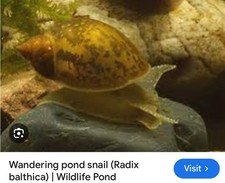 10Xpond/tank/snails.Fish.Food?