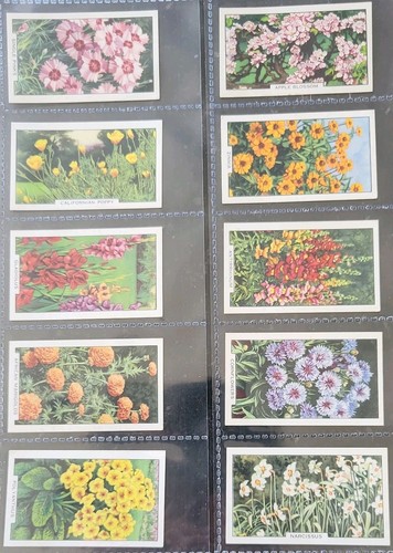 Gallaher ltd garden flowers - ltd,