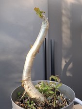 chunky  Oak Bonsai Tree