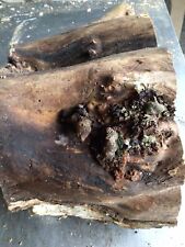 Hollow Log,hollow Apple