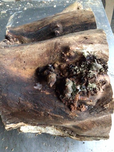 Hollow log - hollow, apple