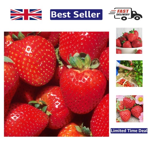 Strawberry marshmello 5 - strawberry,