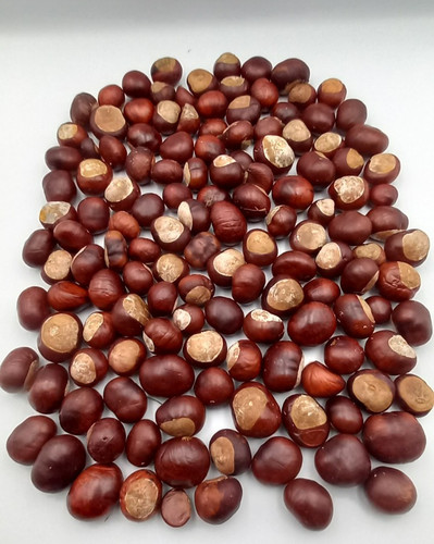 100 conkers horse - 100, chestnut