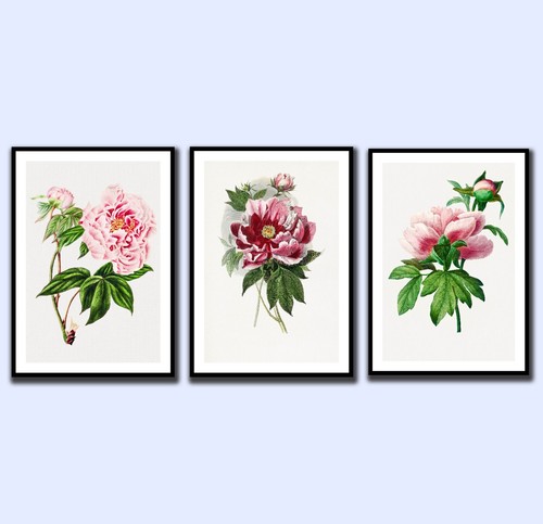 Pink peony botanical flowers - pink,