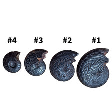 Devonian Ammonite Fossil –