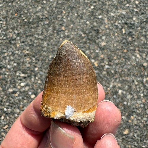 Large mosasaur tooth - large,