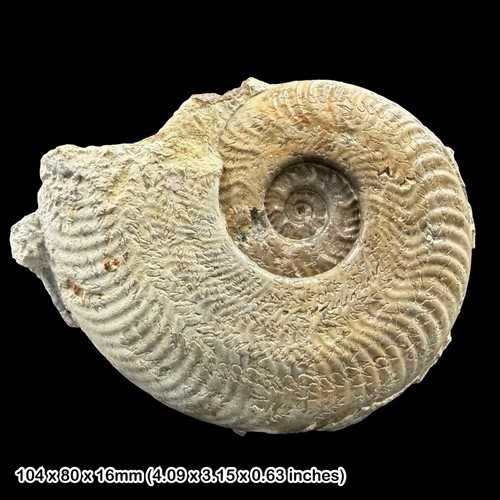 Harpoceras fossil ammonite - fossil,