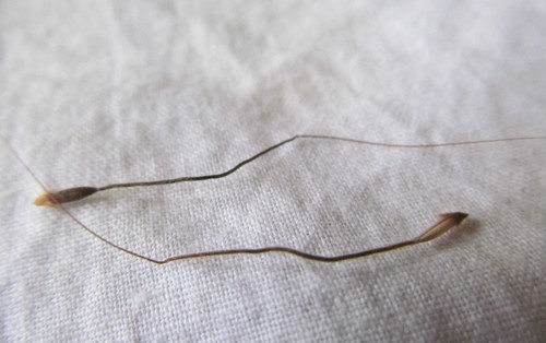 Rare moving serpent snake hair - moving,