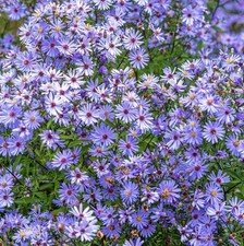 10 ASTER  LITTLE CARLOW