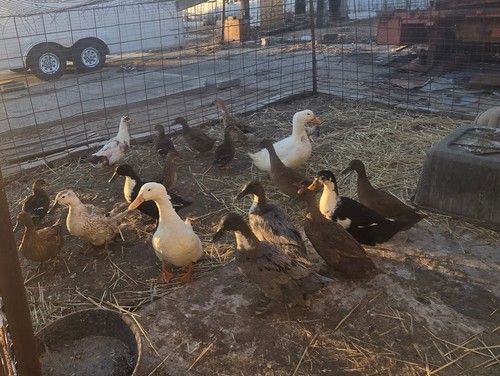 Duck hatching eggs pekin - ,