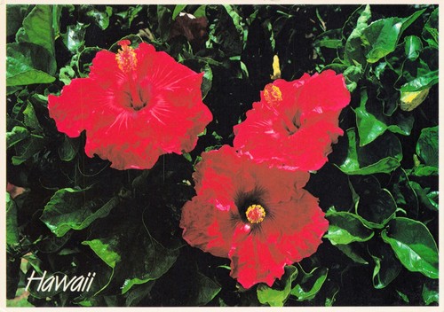 Hawaii hibiscus flowers - hawaii,