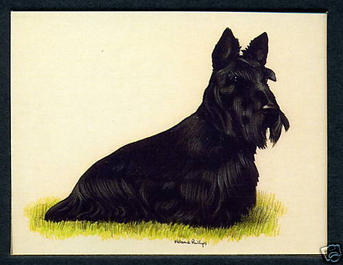 Scottish terriers dog - scottish, breeds