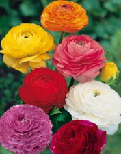 20 x Mixed Ranunculus -