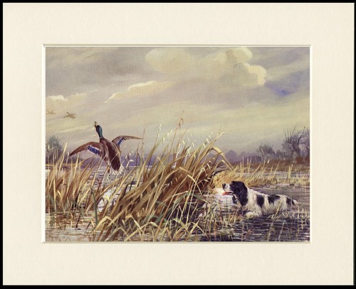 English springer spaniel dog - springer,