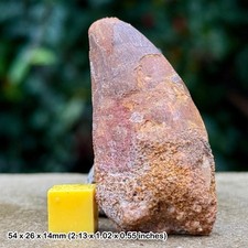 Carcharodontosaurus dinosaur tooth fossil (similar to t-rex) - cretaceous, kem