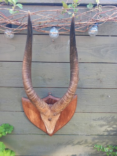 Taxidermy horns skull antlers - horns,