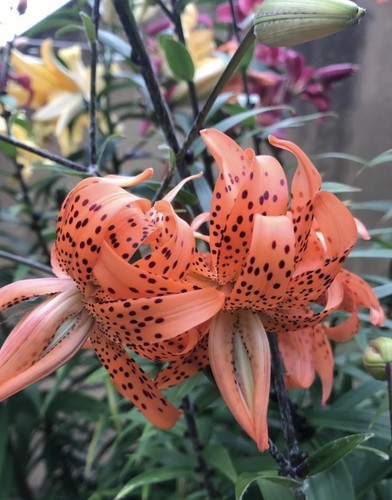 Lilium lancifolium 10 - lilium,