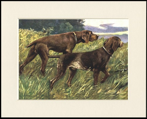 German shorthaired pointer dog - shorthaired,