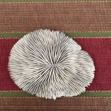 Vintage Dried Mushroom Coral 4x3”