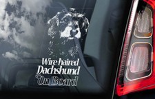 Wire haired dachshund - wire,